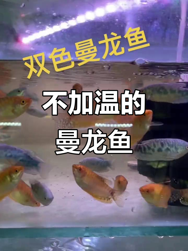 冬季不加热也能养的曼龙鱼,双色鳗龙轻松养