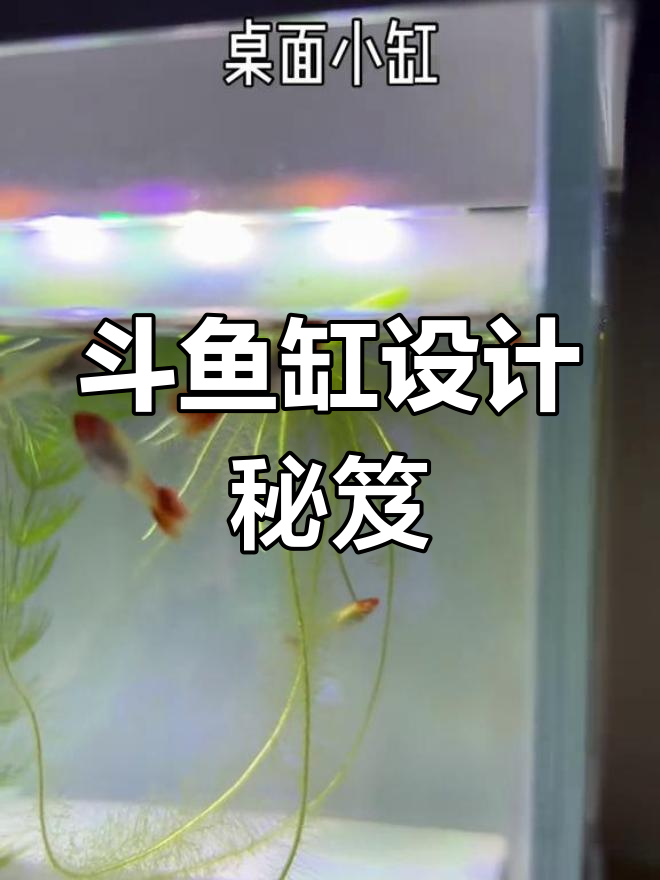 斗鱼缸设计精巧,省空间又实用,轻松饲养各种品种