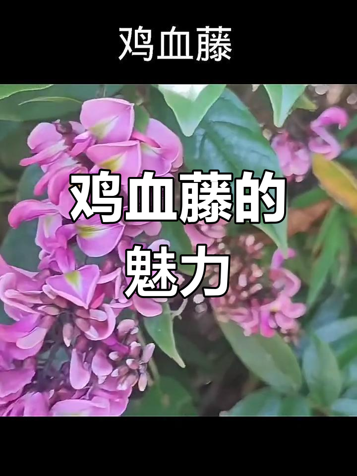 鸡血藤:豆科攀缘植物,花朵如蝴蝶般美丽