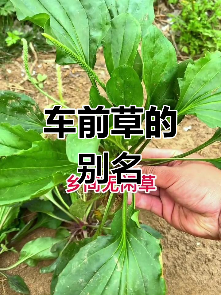 车前草,家乡称猪耳朵,你那儿怎么叫?