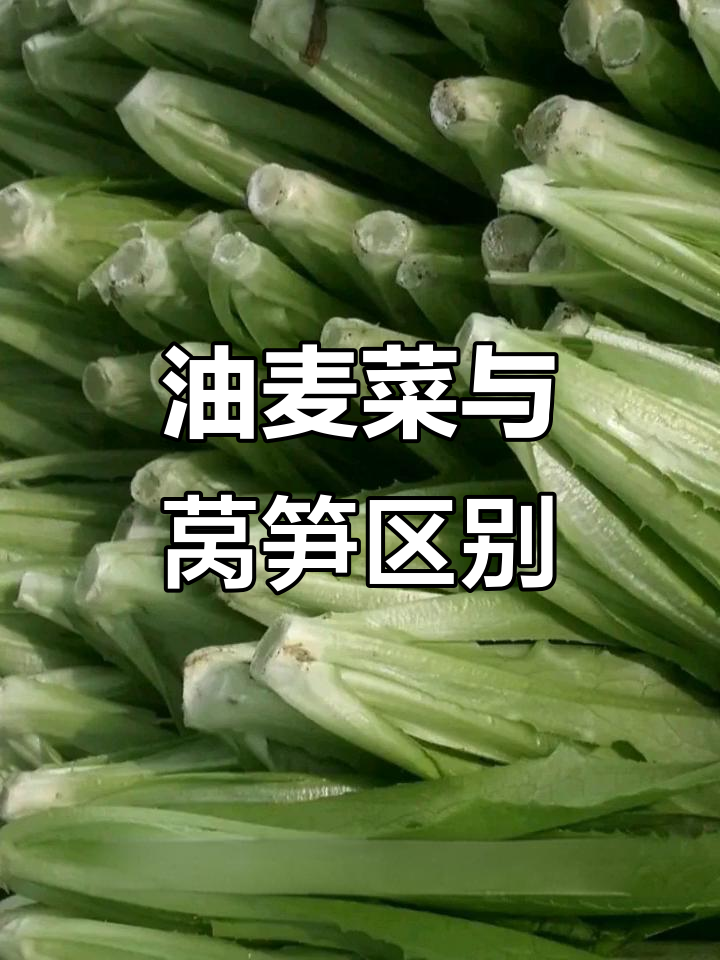 油麦菜和莴笋到底是不是一种菜?真相揭晓