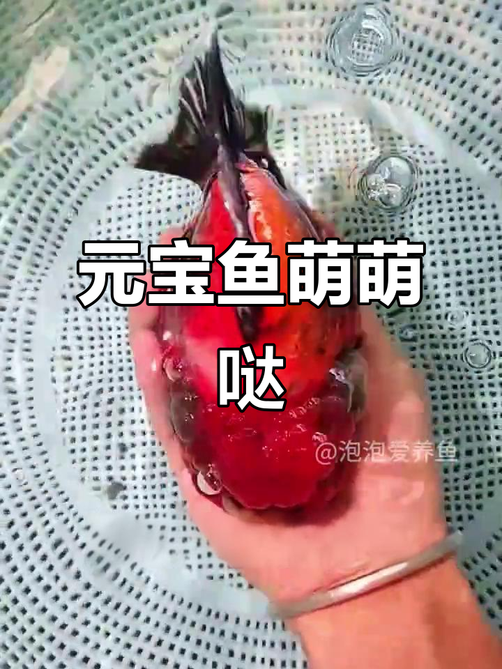 这条鎏金鱼,圆滚滚的肚子让人无法抗拒,超萌!