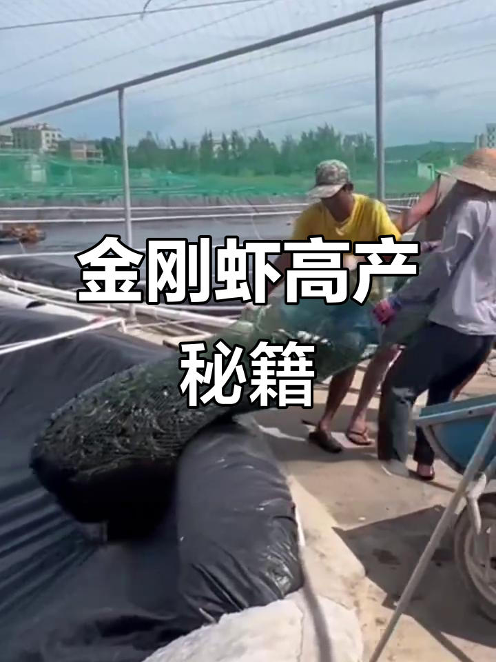 金刚虾养殖秘诀,掌握关键点轻松突破8000斤产量!