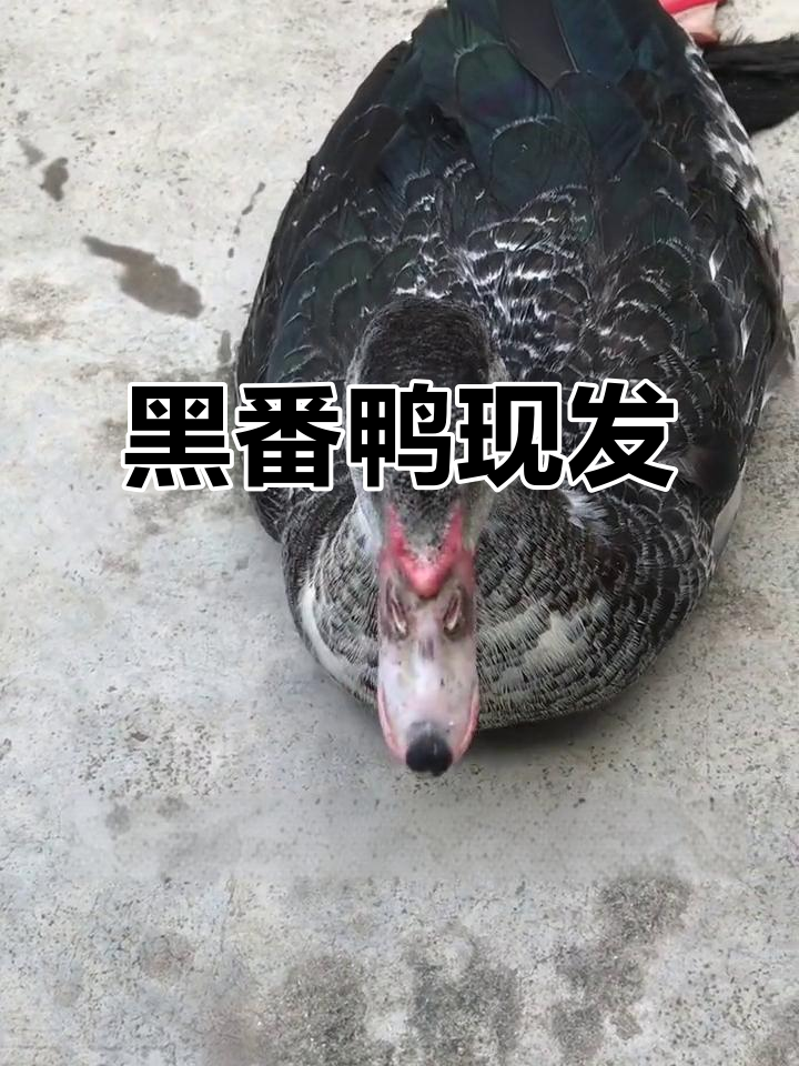 现宰黑番鸭，珍珠卤鸭美味来袭