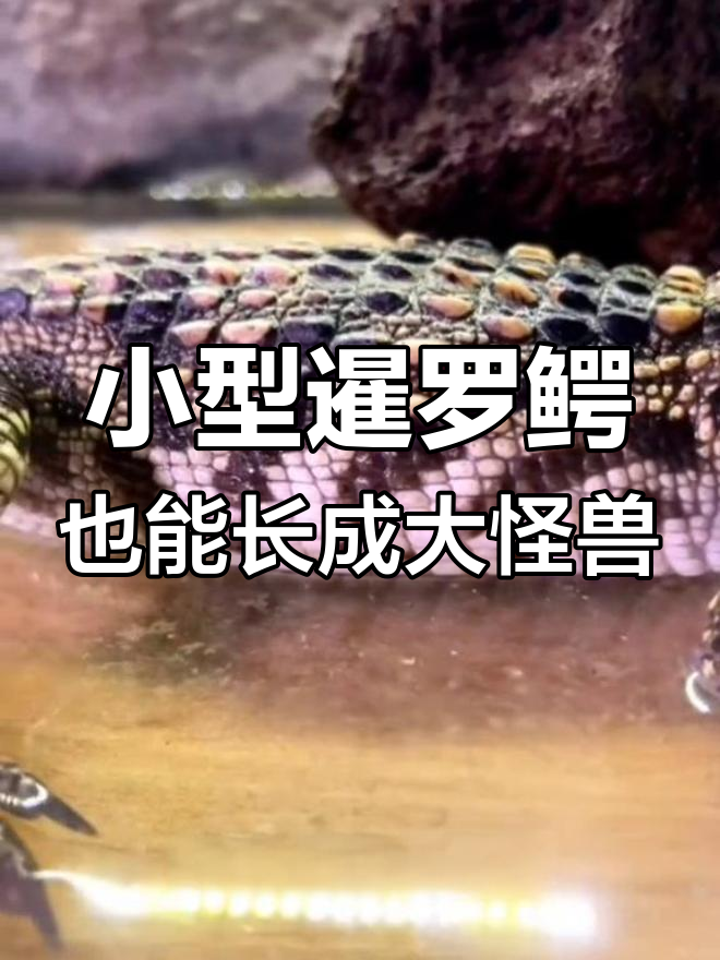 暹罗鳄:从四岁小不点到巨兽的成长之路