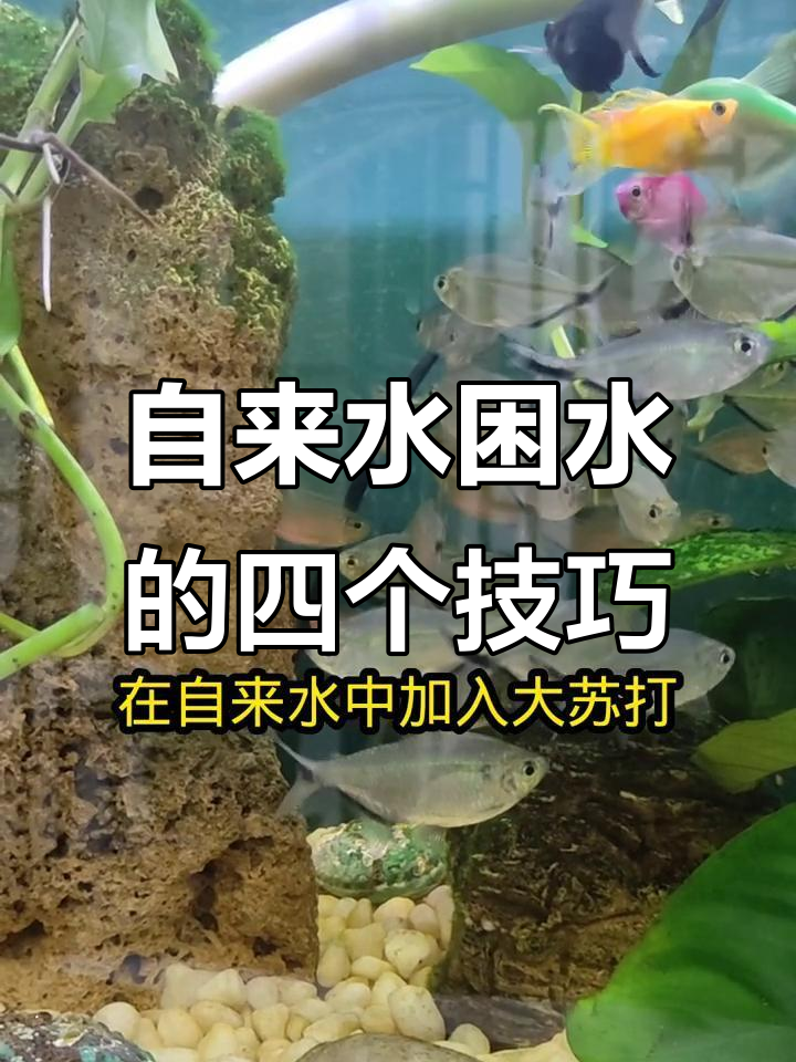 自来水养鱼必看!四种困水方法让你更安心