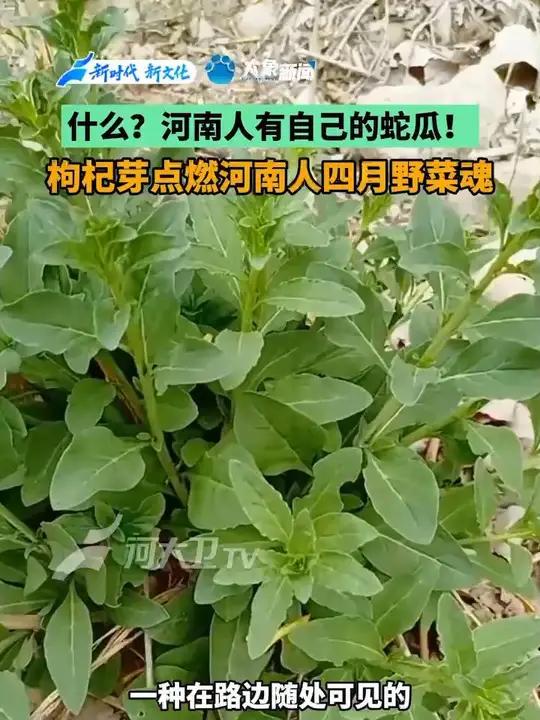 什么?河南人也有自己的蛇瓜?枸杞芽点燃河南人四月野菜魂!