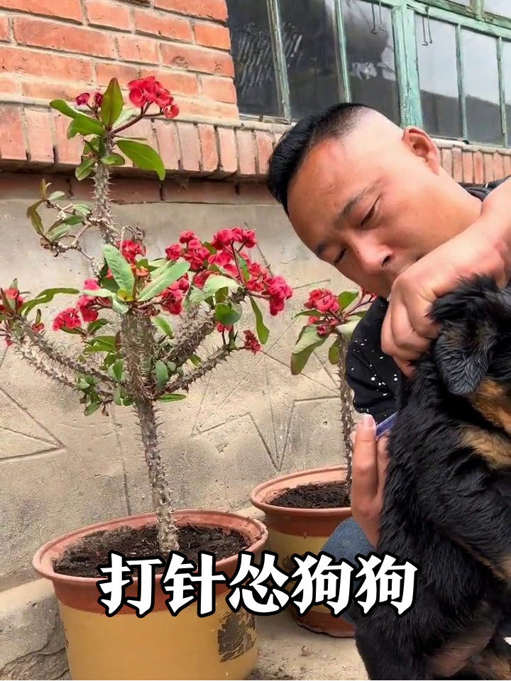 狗子打针现场：本来想硬气，结果秒变怂包！