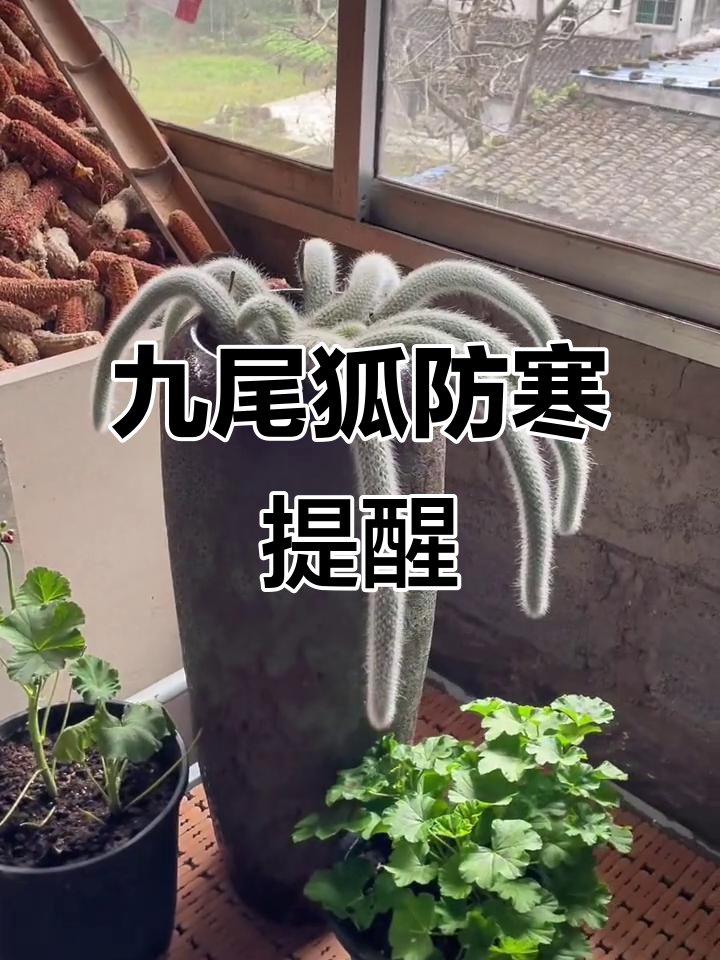 九尾狐怕冷,赶紧给它保暖!别让它冻坏了