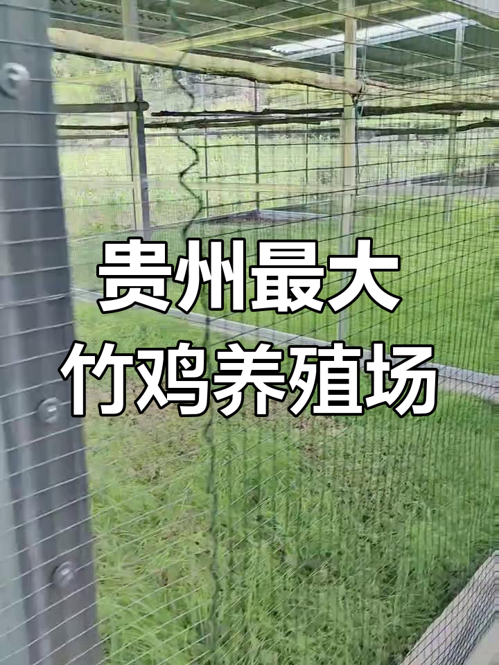 贵州竹鸡养殖基地揭秘:从七八百到数千只的成长之路