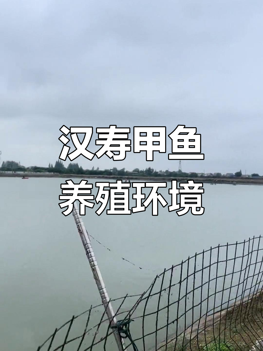 汉寿县温室甲鱼养殖环境大揭秘，真实户外捕捉现场