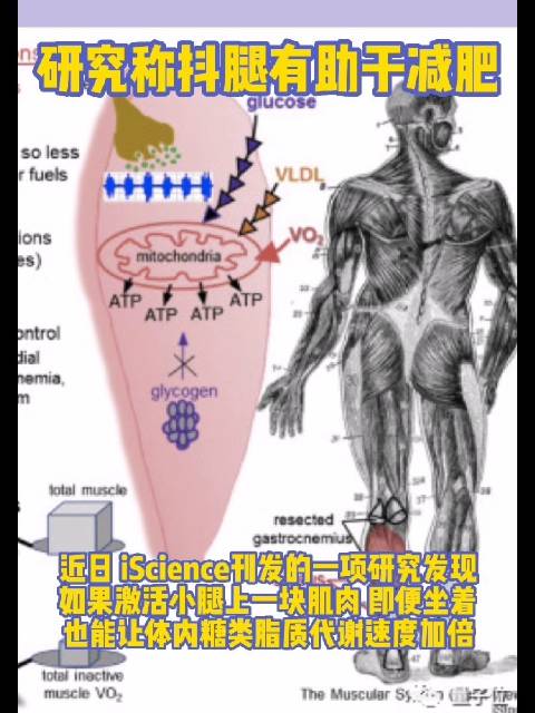 「研究称坐着抖腿有助于减肥」啥?坐着也能减肥?有这种好事,打工人岂不分分钟蹦跶起飞!近日,