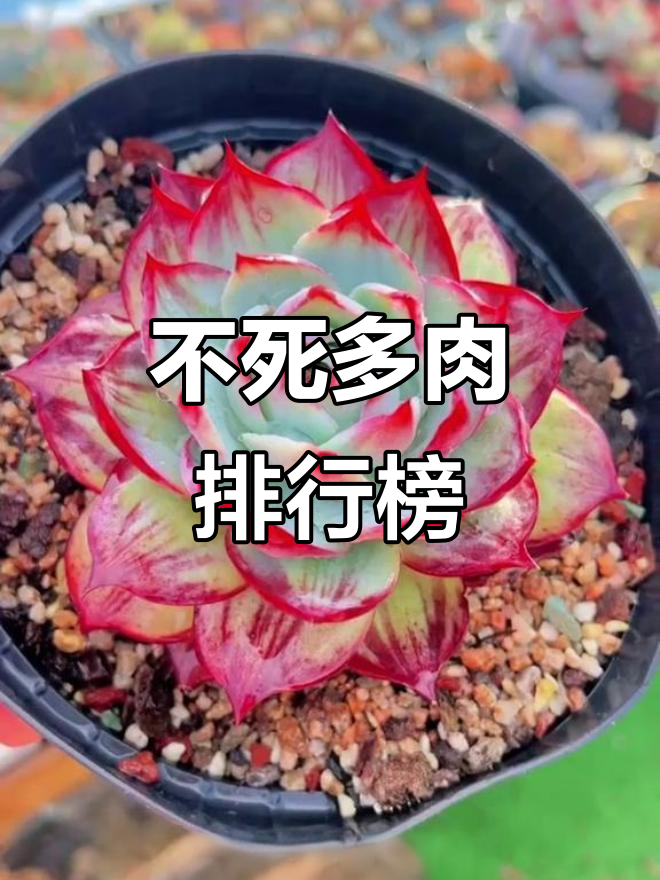 多肉不死战神:10种最耐养的植物,看看你养了几种?