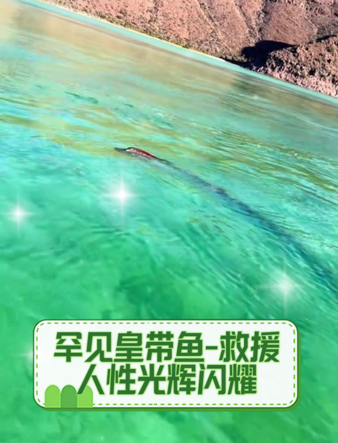 罕见皇带鱼-救援,人性光辉闪耀