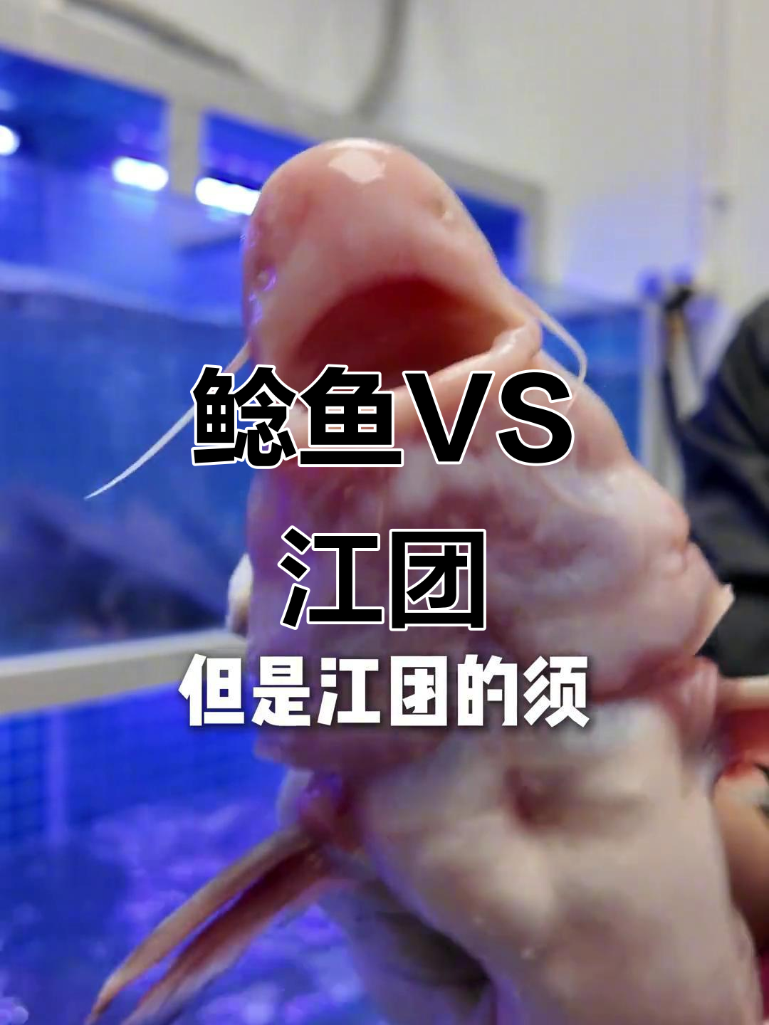 教你轻松辨别鲶鱼与江团,避免混淆!