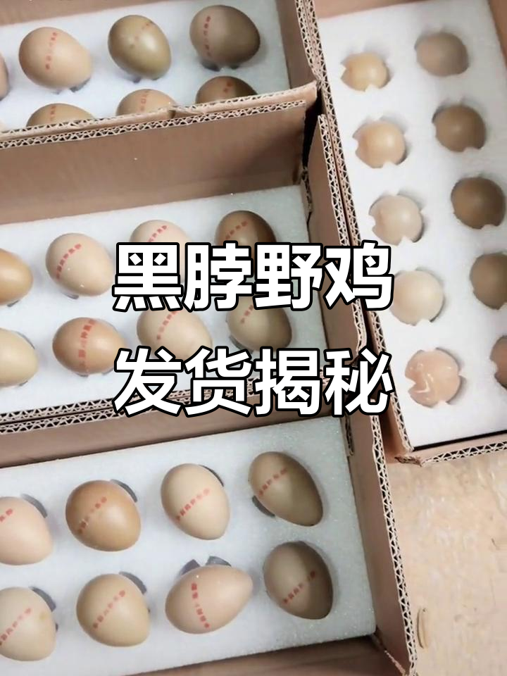 黑脖野鸡养殖场:挑选、修尾、打包发货全过程