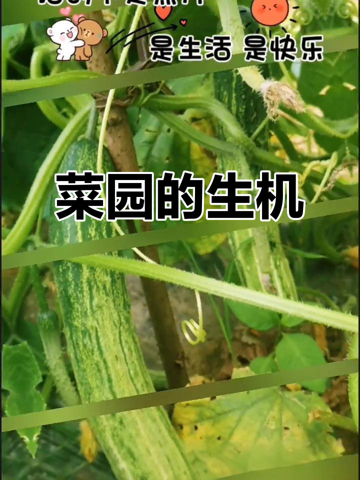 闲暇时,菜园绿意盎然,阳光洒下,心情也跟着明亮起来!