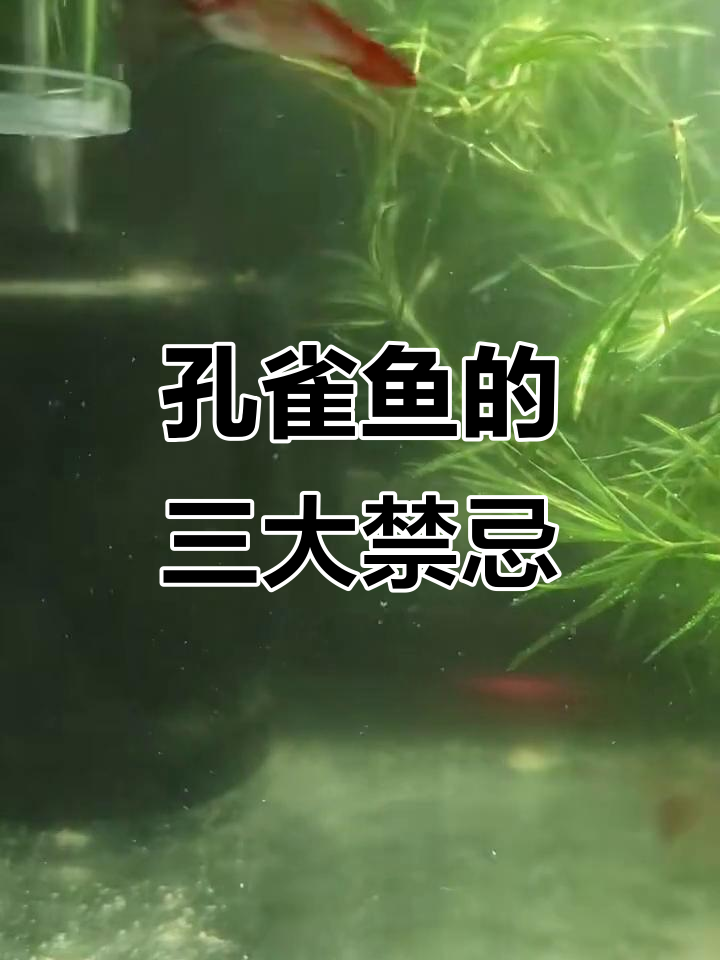 孔雀鱼最怕的三件事,别让它遭罪