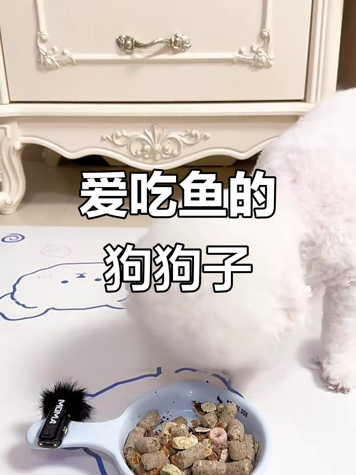 小狗子的鱼豆腐大餐,吃完还来点鸡脆骨当饭后甜点