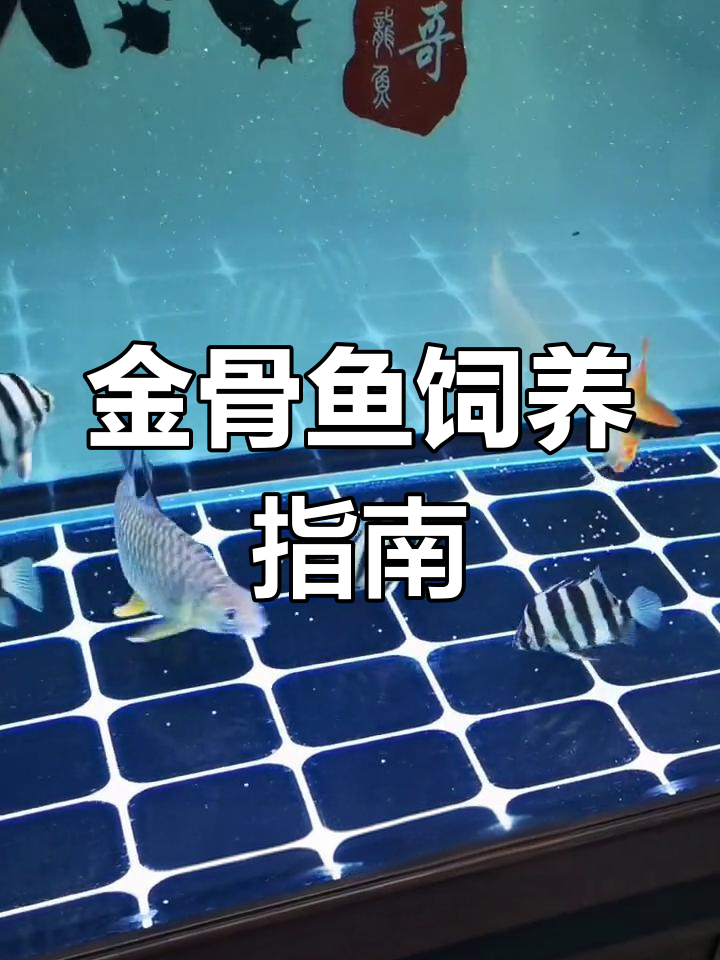 非洲金骨鱼:龙鱼的完美伴侣