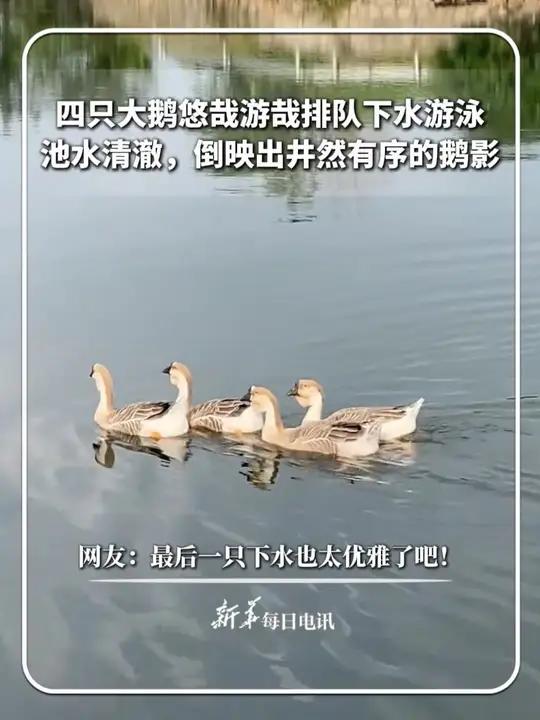 四只大鹅悠哉游哉排队下水游泳，池水清澈，倒映出井然有序的鹅影，网友：最后一只下水也太优雅了