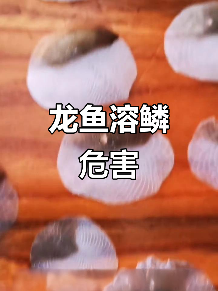 龙鱼溶鳞影响美观,治疗不当可能导致永久性损伤