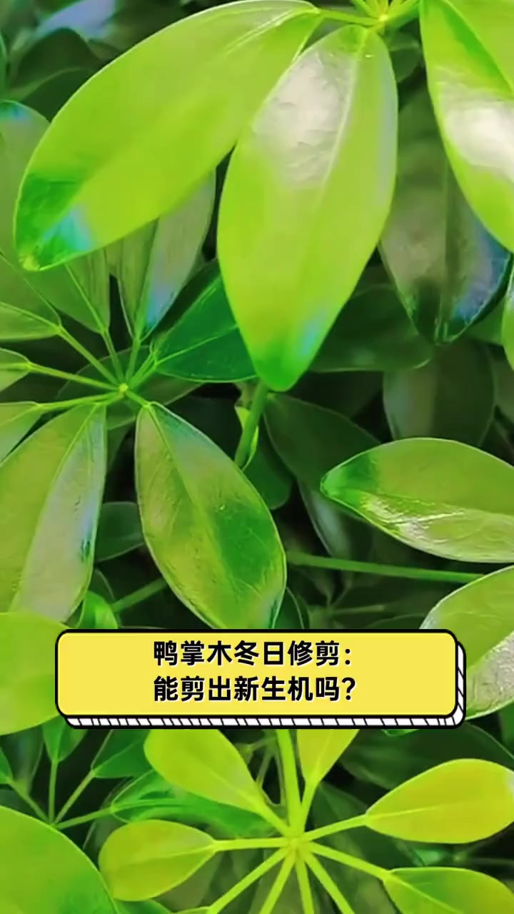 鸭掌木冬日修剪:能剪出新生机吗?