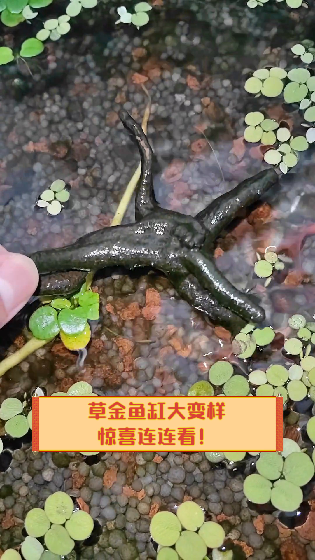 草金鱼缸大变样,惊喜连连看!