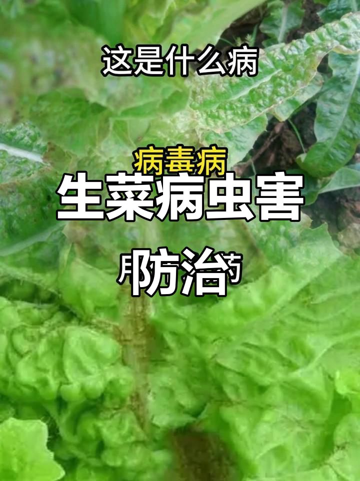 生菜常见病害防治全攻略,轻松应对各种问题