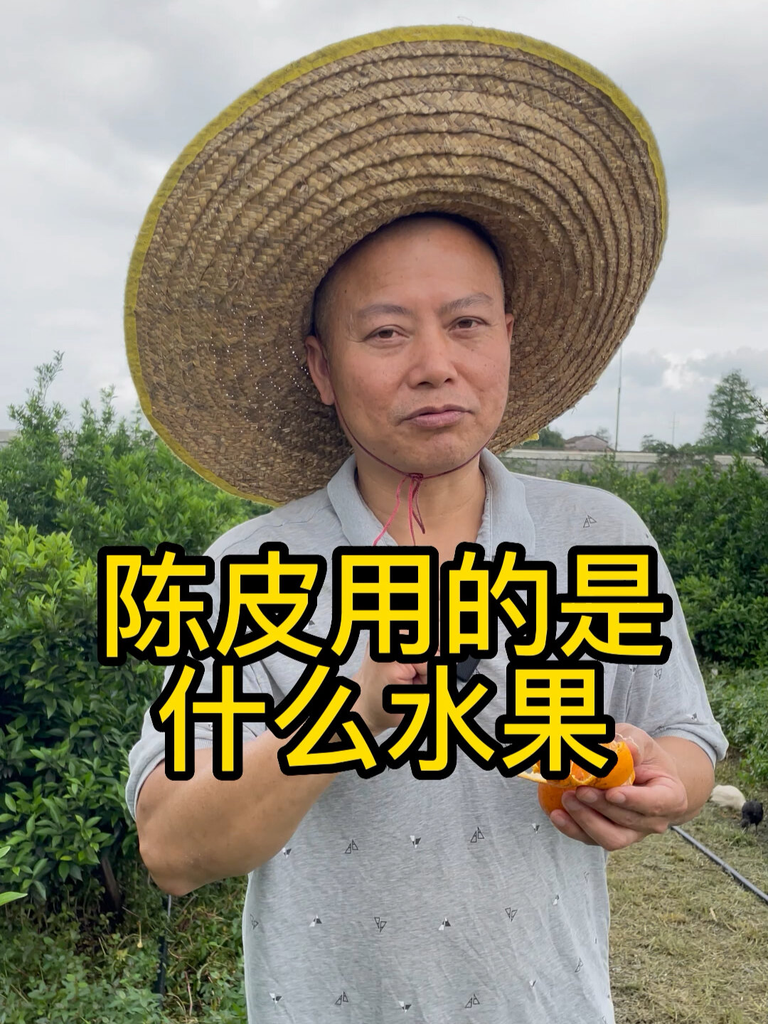 陈皮是橘子皮还是橙子皮?