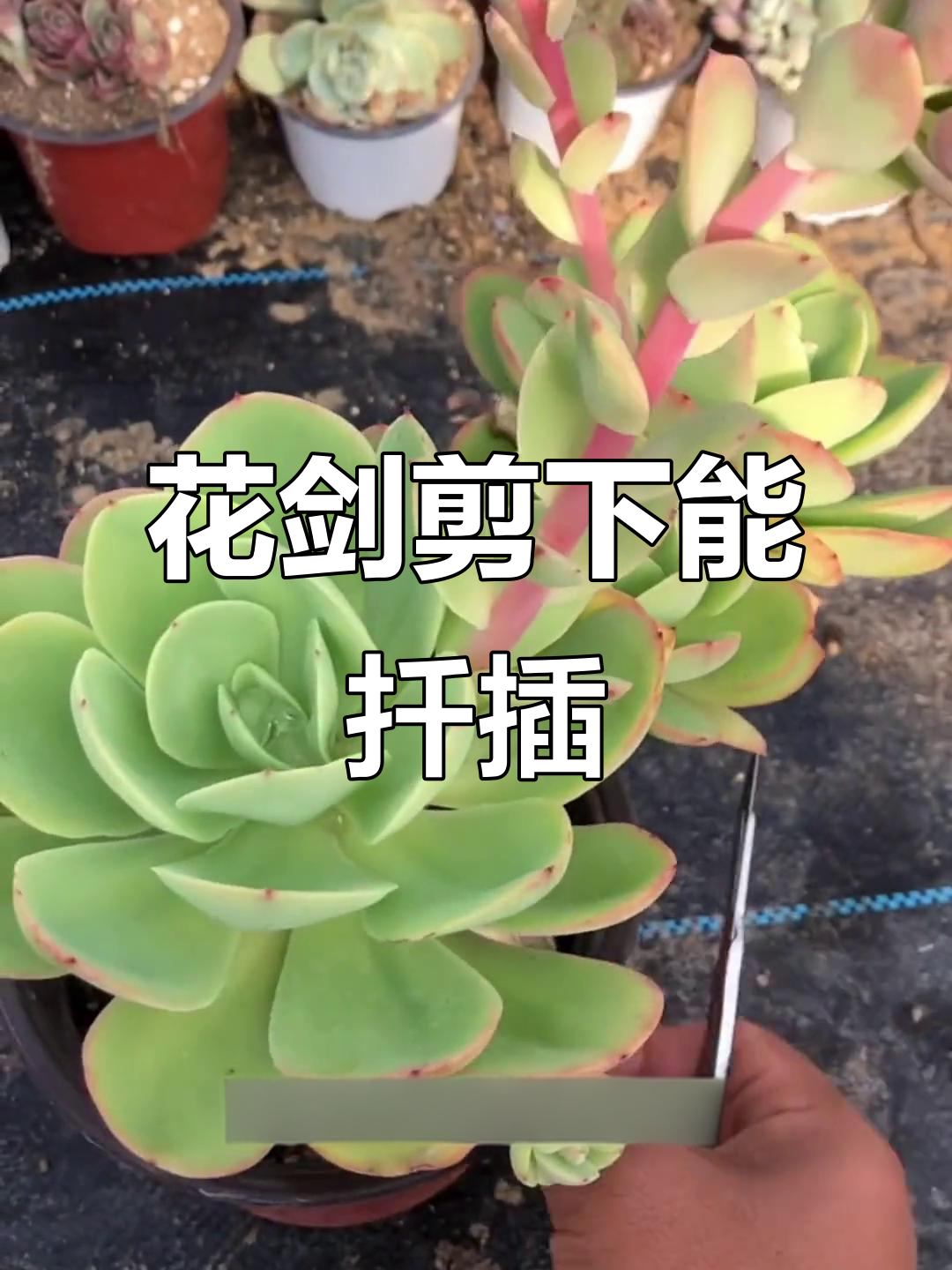多肉花剑剪掉后如何扦插成活,轻松繁殖更多多肉