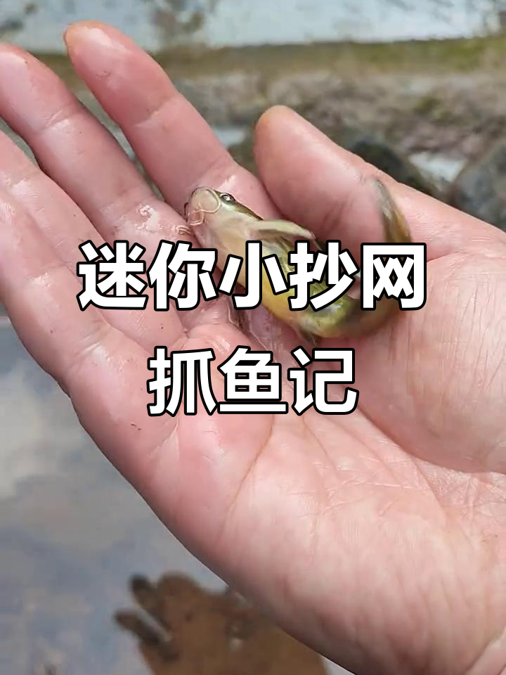 小河抓鱼大冒险,五花、红尾、黑鱼全登场!