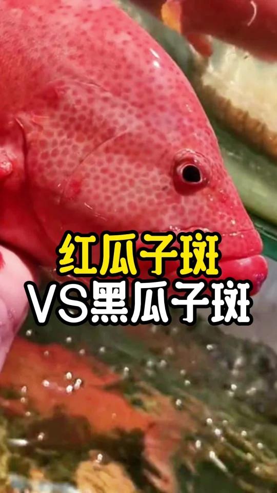 红瓜子居然比东星斑还贵吗?