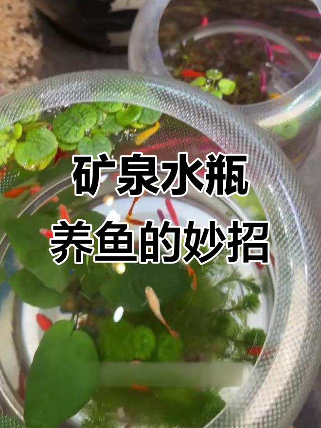 矿泉水桶变鱼缸,简单又方便!
