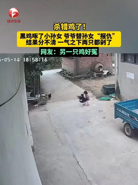 杀错鸡了!黑鸡啄了小孙女,爷爷替孙女“报仇”,结果分不清一气之下两只都剁了。网友:另一只鸡