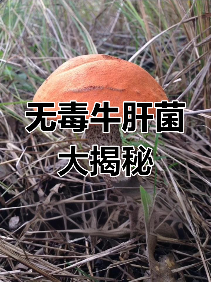 牛肝菌油饼,山东野生蘑菇全可食