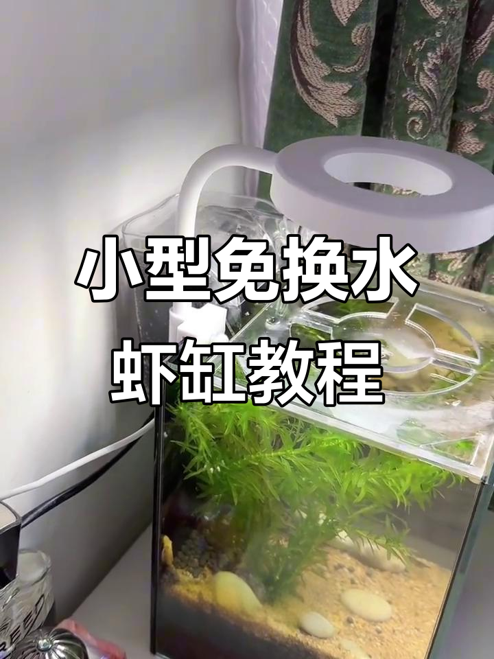 免换水小虾缸打造全攻略，轻松搞定桌面生态景观
