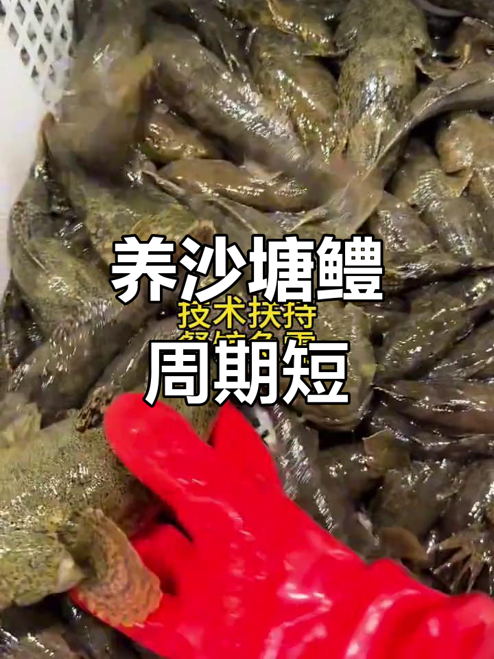 家里有塘就能养沙塘鳢,虎头鲨和呆子鱼,规格齐全效益高
