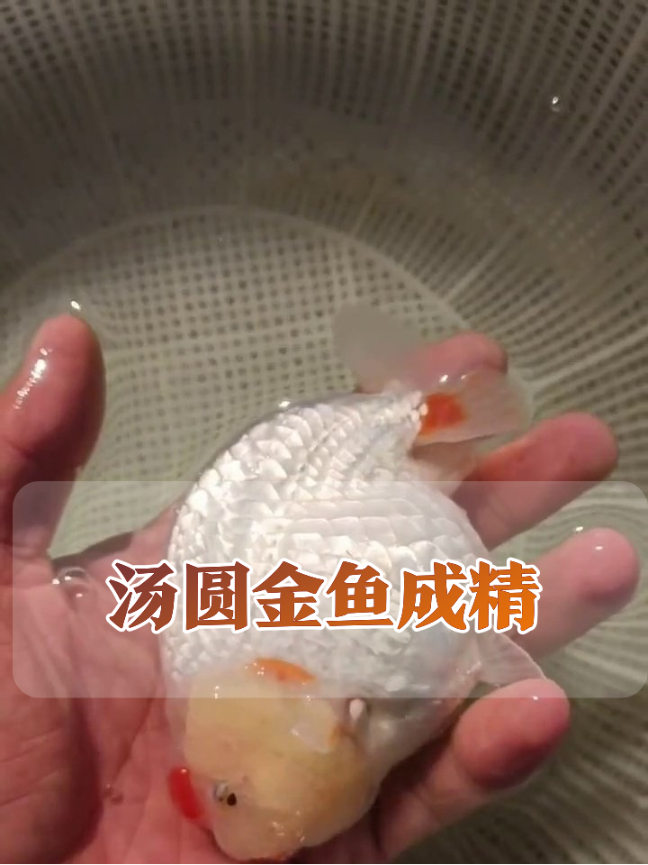 白胖金鱼像汤圆,脑门上顶红爱心萌化了