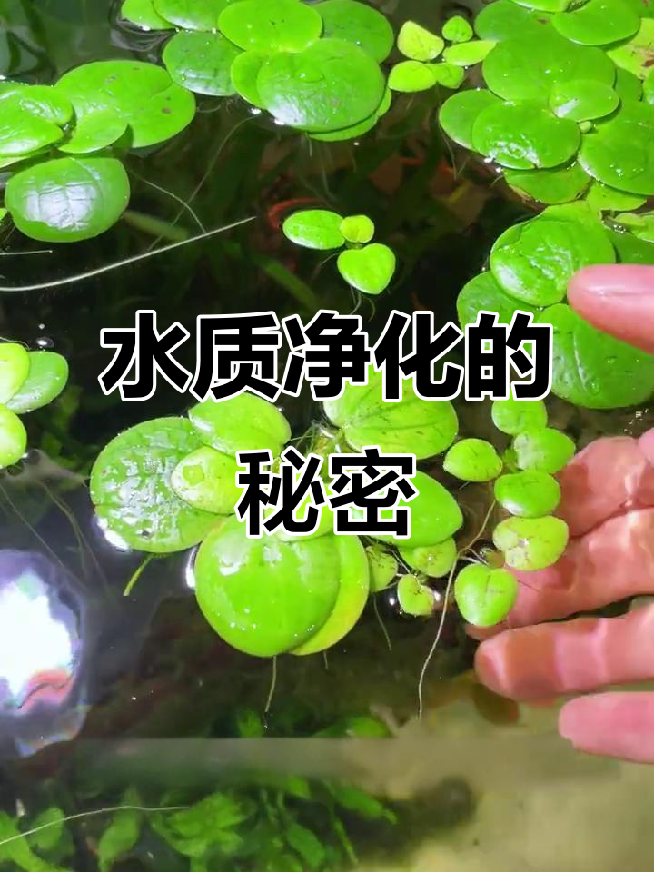 鱼缸里的“水质净化器”,千万别乱扔