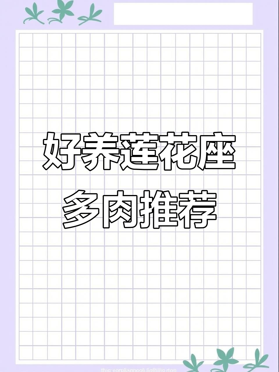 10款超耐养的莲花座多肉,轻松搞定养护问题