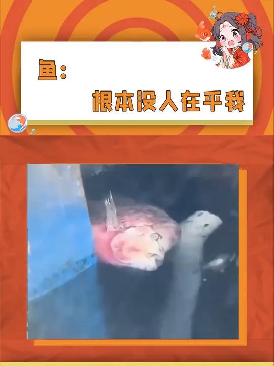 鱼:我这次真没偷懒~