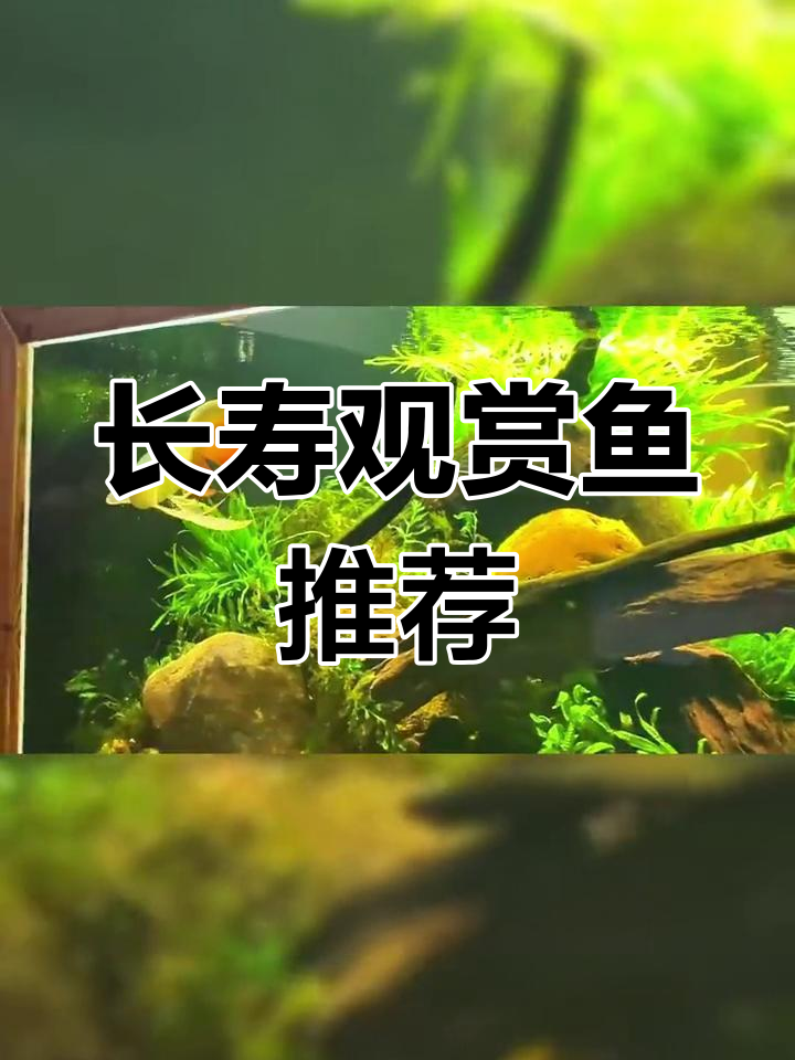 寿命最长的观赏鱼大盘点