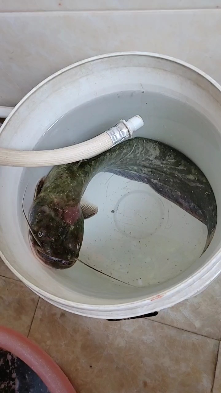 两根胡子正宗野生土鲶鱼
