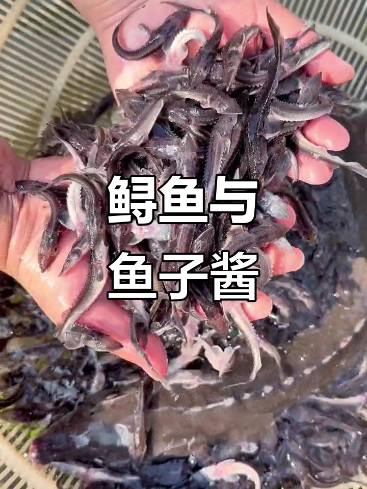 中国鲟鱼资源丰富,杂交品种产出珍贵鱼子酱