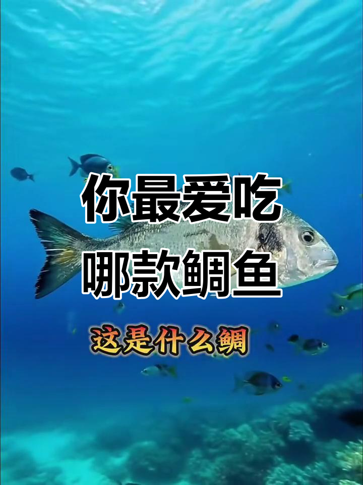 常见鲷鱼大揭秘,哪种最美味?