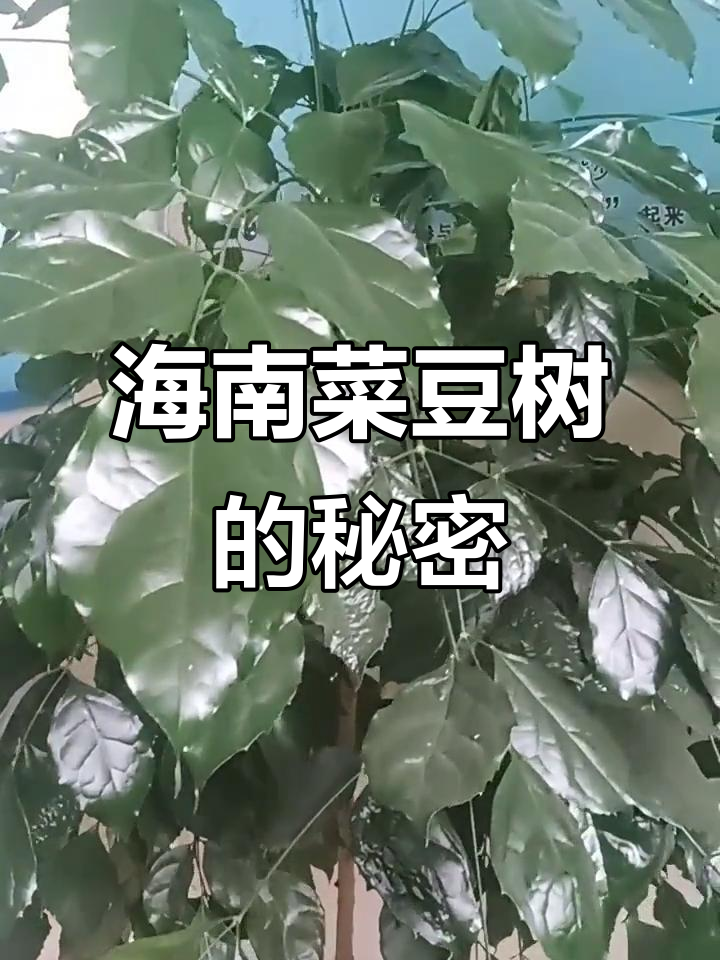 海南菜豆树：一花一草中的世界