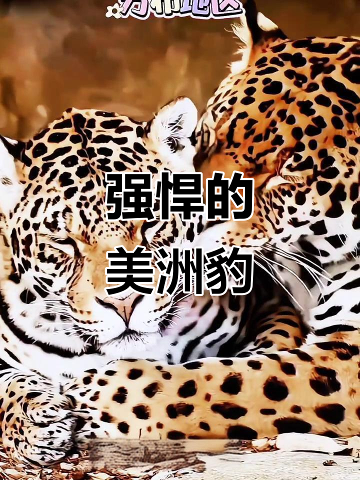 美洲豹,强健的猎手,咬力惊人,堪称雨林霸主!