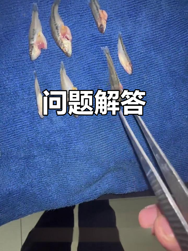8朝鱼苗现白点红,问题揭秘!