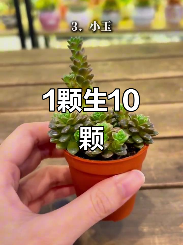 一颗多肉变十颗，爆盆神器来袭